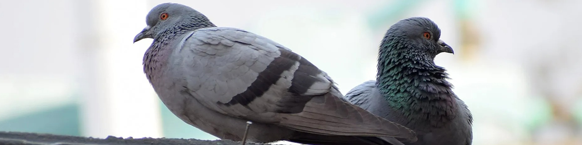 Bonifica e disinfestazione da guano piccioni