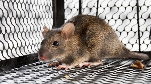 Derattizzazione topi e ratti