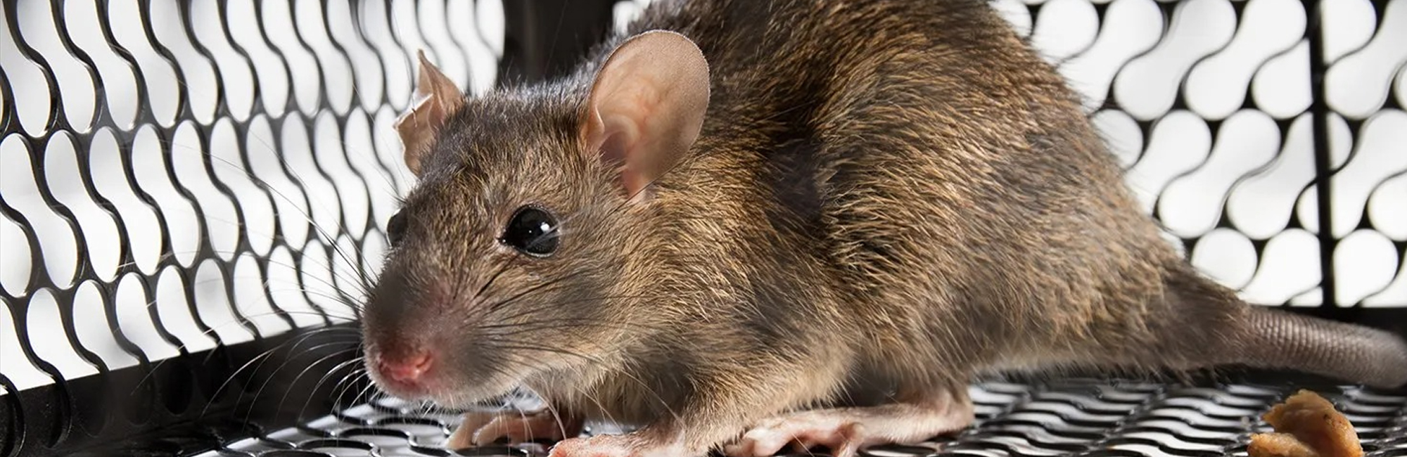 Derattizzazione topi e ratti