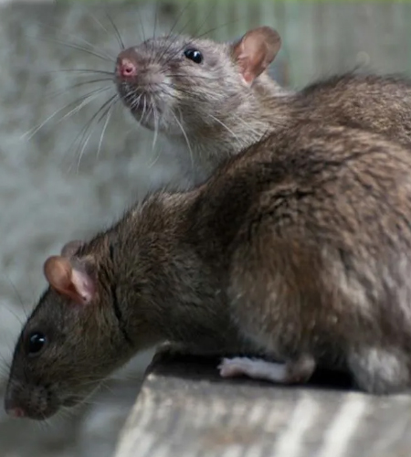 Gruppo Conciali derattizzazione topi e ratti